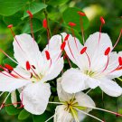 NATIVE WHITE BUTTERFLY ORCHID TREE Flower - Flower Home Garden - 3X Seeds