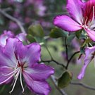 Orchid Tree, Bauhinia Purpurea, Butterfly Tree Flower - Flower Home Garden - 3X Seeds