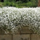 SNOW IN SUMMER CERASTIUM TOMENTOSA Flower - Flower Home Garden - 120X Seeds