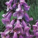 Foxglove Tree ( Paulownia tomentosa) Flower - Flower Home Garden - 100X Seeds