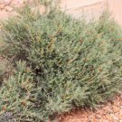 Enchylaena tomentosa Ruby Saltbush or Barrier Saltbush Flower - Flower Home Garden - 30X Seeds