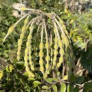 NECKLACE POD (Sophora tomentosa) Flower - Flower Home Garden - 10X Seeds