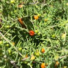 Enchylaena tomentosa Ruby Salt Bush Kaurna Flower - Flower Home Garden - 30X Seeds