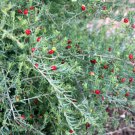 Enchylaena tomentosa Flower - Flower Home Garden - 30X Seeds