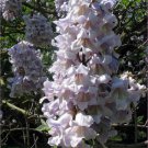 Paulownia tomentosa Princess Tree Flower - Flower Home Garden - 100X Seeds