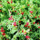 RUBY SALT BUSH ENCHYLAENA TOMENTOSA Flower - Flower Home Garden - 10X Seeds