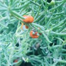 Ruby Saltbush Seeds Homegrown Kaurna Flower - Flower Home Garden - 30X Seeds
