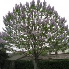 Paulownia Tomentosa (Foxglove Tree) Flower - Flower Home Garden - 50X Seeds
