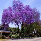 EMPRESS TREE PAULOWNIA HARDY Flower - Flower Home Garden - 100X Seeds