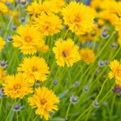 Coreopsis grandiflora Sunray Tickseed Flower - Flower Home Garden - 50X Seeds