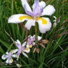 Dietes grandiflora Flower - Flower Home Garden - 30X Seeds