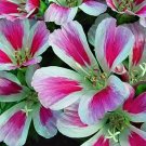 MIXED COLOURS GODETIA GRANDIFLORA Flower - Flower Home Garden - 200X Seeds
