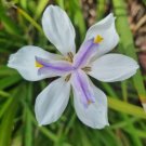 Dietes Grandiflora Excellent For Landscaping Flower - Flower Home Garden - 30X Seeds