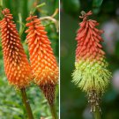 Red Hot Poker Grandiflora Mix Flower - Flower Home Garden - 20X Seeds