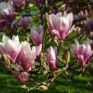 MAGNOLIA SEEDS MAGNOLIA GRANDIFLORA Flower - Flower Home Garden - 5X Seeds