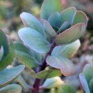 SPOTTED KALANCHOE (Kalanchoe grandiflora) Flower - Flower Home Garden - 20X Seeds