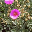ROCK PURSLANE (Calandrinia grandiflora) Flower - Flower Home Garden - 10X Seeds