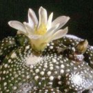 MINIATURE CACTUS (Blossfeldia grandiflora) Flower - Flower Home Garden - 20X Seeds