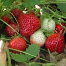 STRAWBERRY "TEMPTATION" Fruit - Fruit Home Garden - 20X Seeds