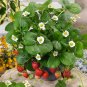 STRAWBERRY "TEMPTATION" Fruit - Fruit Home Garden - 20X Seeds