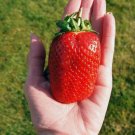 GIANT STRAWBERRY Fruit Seeds - Fruit Home Garden - 100X Seeds