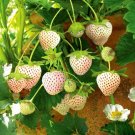 White Strawberry F1 Fruit Seeds - Fruit Home Garden - 100X Seeds