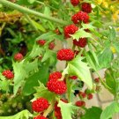 STRAWBERRY SPINACH STICKS Fruit Seeds - Fruit Home Garden - 20X Seeds
