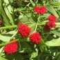 STRAWBERRY SPINACH STICKS Fruit Seeds - Fruit Home Garden - 20X Seeds