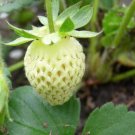 STRAWBERRY White Soul Fruit Seeds - Fruit Home Garden - 40X Seeds