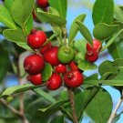 STRAWBERRY GUAVA TREE PSIDIUM LITTORALE Fruit Seeds - Fruit Home Garden - 20X Seeds