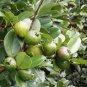 STRAWBERRY GUAVA TREE PSIDIUM LITTORALE Fruit Seeds - Fruit Home Garden - 20X Seeds