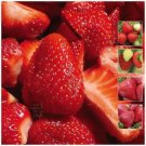 STRAWBERRY Sweet Temptation Fruit Seeds - Fruit Home Garden - 10X Seeds