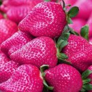Pink Strawberry Local Fruit Seeds - Fruit Home Garden - 10X Seeds