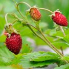 Strawberry Alpine Fruit Seeds - Fruit Home Garden - 200X Seeds