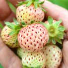 White Alpine Pine Strawberry Fruit Seeds - Fruit Home Garden - 500X Seeds