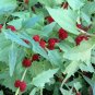 STRAWBERRY SPINACH STICKS Fruit Seeds - Fruit Home Garden - 20X Seeds