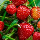 Strawberry Temptation Strawberry High Yielding Fruit Seeds - Fruit Home Garden - 10X Seeds