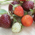 Purple Strawberry Rare Wild Exotic Tropical Fruit Seeds - Fruit Home Garden - 500X Seeds
