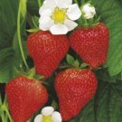 STRAWBERRY Temptation Amazing! Yummy Fruit Seeds - Fruit Home Garden - 25X Seeds