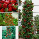 Climbing Red Strawberry Juicy Fruit Seeds - Fruit Home Garden - 100X Seeds
