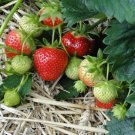 TEMPTATION STRAWBERRY Fruit Seeds - Fruit Home Garden - 15X Seeds