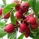 Cherry guava, Strawberry guava, Psidium cattleyanum Fruit Seeds - Fruit Home Garden - 30X Seeds