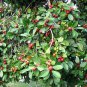 Cherry guava, Strawberry guava, Psidium cattleyanum Fruit Seeds - Fruit Home Garden - 30X Seeds