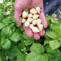 STRAWBERRY ALPINE WHITE SOUL Fruit Seeds - Fruit Home Garden - 100X Seeds