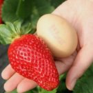 YUMMY GIANT "Maximus" Strawberry Fruit Seeds - Fruit Home Garden - 100X Seeds