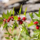 Strawberry Spinach Fruit Seeds - Fruit Home Garden - 50X Seeds
