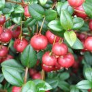 Chilean Guava (Ugni Molinae) Strawberry Myrtle Fruit Seeds - Fruit Home Garden - 10X Seeds