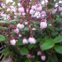 Chilean Guava (Ugni Molinae) Strawberry Myrtle Fruit Seeds - Fruit Home Garden - 10X Seeds