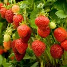 Temptation Strawberry Seeds High Yielding Strawberry Fruit Seeds - Fruit Home Garden - 15X Seeds