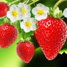 WILD STRAWBERRY SEEDS HEIRLOOM VARIETY Fruit Seeds - Fruit Home Garden - 10X Seeds